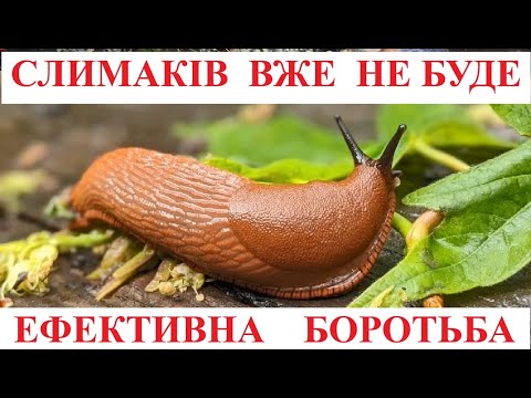 Видео: ЕФЕКТИВНІ  МЕТОДИ  БОРОТЬБИ ЗІ  СЛИМАКАМИ