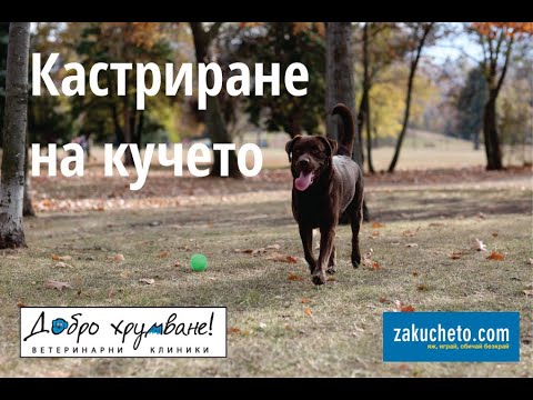 Видео: Кастрация при кучетата