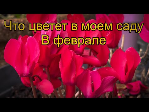 Видео: Vlog 358 - Душистый горошек, прогулки по Риму, цветение февраля