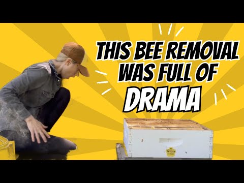 Видео: Это удаление пчел было полно драмы