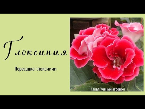 Видео: Пересадка глоксинии