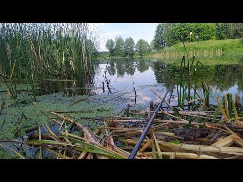 Видео: Линь / Ловля огромного Линя / Лучшая прикормка на линя / Линь на поплавочную удочку.