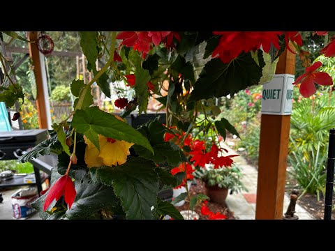 Видео: Не выбрасывайте!!! Пусть ваши бегонии перезимуют.