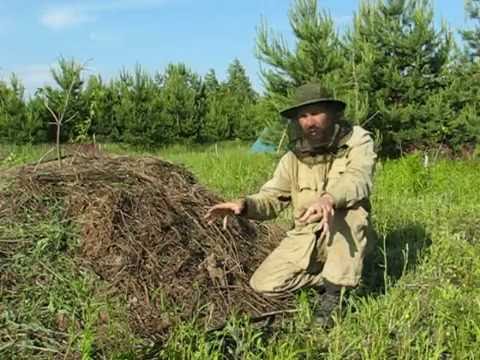 Видео: 16 06 09 Посадка на холм, печальный опыт, мульча