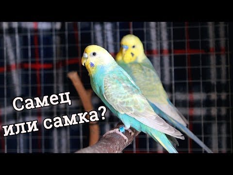 Видео: ОПРЕДЕЛЯЕМ ПОЛ У ВОЛНИСТОГО ПОПУГАЯ! | PetMania