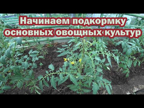 Видео: Когда начинать подкормку томатов, перцев и огурцов?