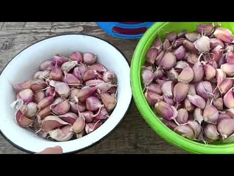 Видео: Собираем в дорогу, провожаем, посадила чеснок.