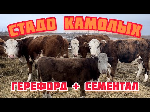 Видео: Коровы белоголовые сементалы