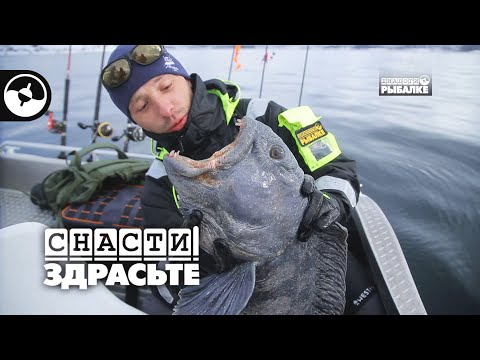 Видео: Как поймать зубатку в Норвегии | Снасти, здрасьте!