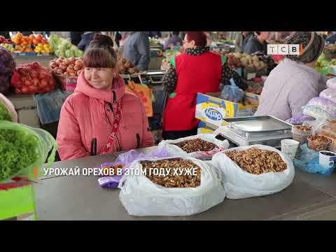 Видео: Урожай орехов в этом году хуже