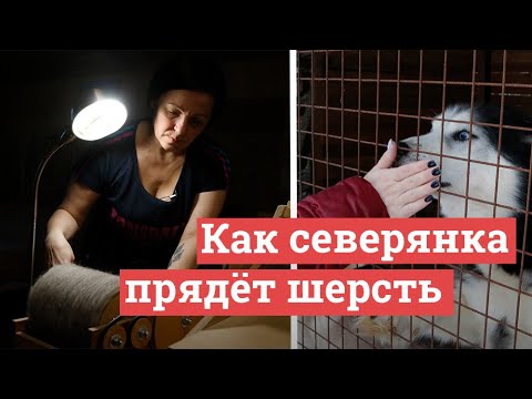 Видео: Как хозяйка хаски и алабаев прядет и вяжет из их шерсти | 29.RU