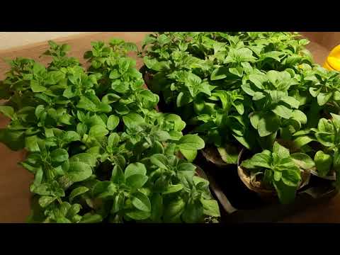 Видео: ПЕРВАЯ ПОДКОРМКА ЧЕРЕНКОВ ПЕТУНИИ ОСЕНЬЮ. ЧЕРЕНКИ УКОРЕНИЛИСЬ И ПЕРЕВАЛЕНЫ В ОТДЕЛЬНУЮ ЁМКОСТЬ.