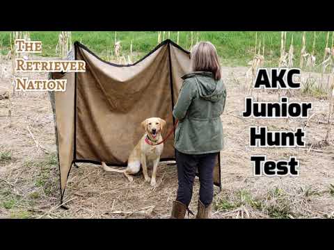 Видео: ЧТО ТАКОЕ ТЕСТ AKC JUNIOR HUNT? ~ Узнайте, чего ожидать и к чему готовиться. ~Страна ретриверов