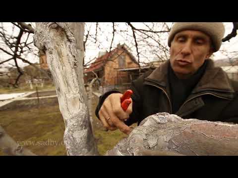Видео: Залечиваем раны дерева. Урок 12 второго курса по обрезке плодовых деревьев Николая Рабушко. ©