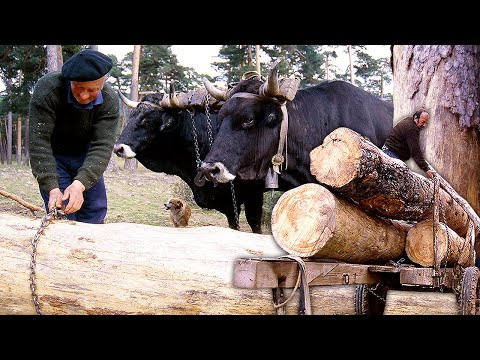 Видео: Возчики и их тяжелая жизнь в горах. Укрощение волов для древней перевозки древесины