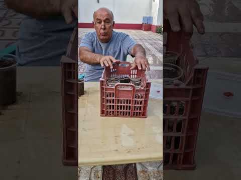 Видео: пистапарвариро ёд мегирем насиб бошад