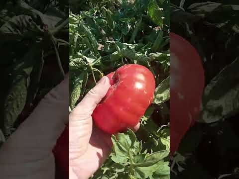 Видео: Томат БОБКАТ Ф1. Який врожай ? 29 серпня 2025  рік.