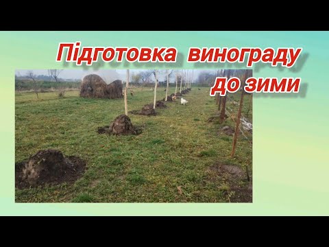 Видео: Підготовка винограду до зими @Всього потрошку у селі