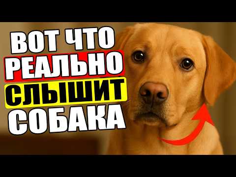 Видео: Что Думает Собака, когда Ты с Ней РАЗГОВАРИВАЕШЬ? (удивительная правда)