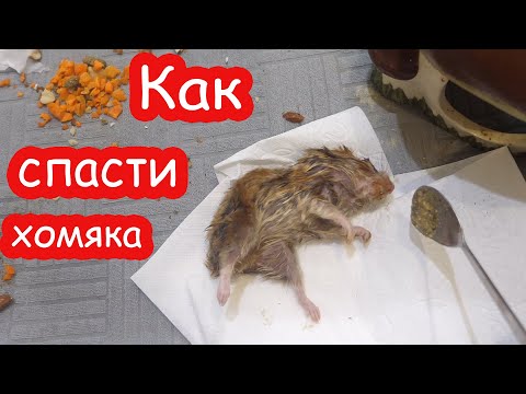 Видео: Как спасти хомяка если он не ест