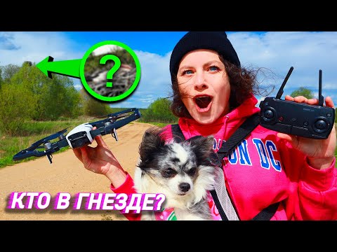 Видео: Сняли Гнездо Квадриком! Как Собаки Реагируют на ДРОН? ЭПИК ВЛОГ
