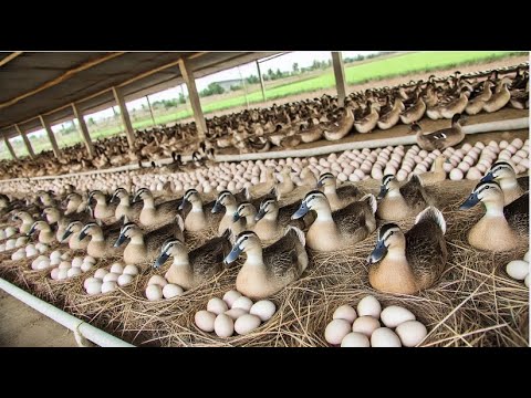 Видео: Как эффективно выращивать органических уток: от кормления до сбора яиц