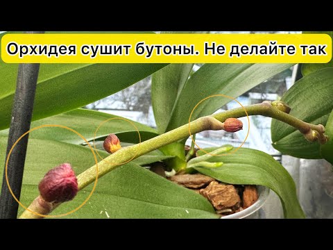 Видео: Причины по которым СОХНУТ БУТОНЫ орхидеи и ВЯНУТ цветы орхидей