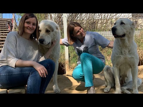 Видео: Интервью с заводчиком. Питомник среднеазиатских овчарок (алабаев) "Довлет"