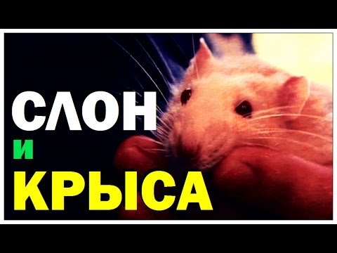 Видео: Галилео. Слон и крыса