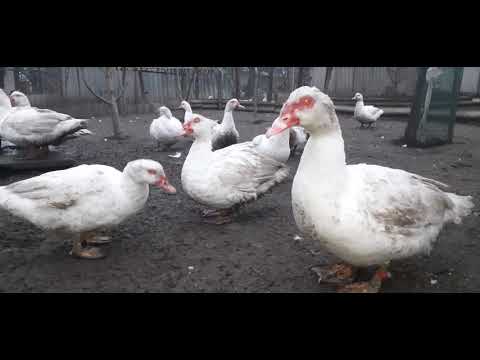 Видео: Мускусные белые крупные утки БЕЛЫЕ тяжёлые линии. Разной крови
