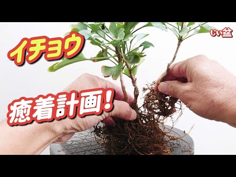 Видео: [Сколько лет потребуется? Проект по интеграции сеянцев Гинкго] / Как вырастить бонсай