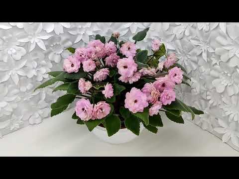 Видео: Фиалка трейлер Lituanika #flowers #цветы #ялта #крым #цветыдлядома
