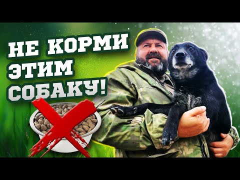 Видео: Чем нужно кормить собаку? ПОЧЕМУ ВЫ КОРМИТЕ СОБАКУ НЕПРАВИЛЬНО? СОВЕТЫ КИНОЛОГА по ПИТАНИЮ собаки.