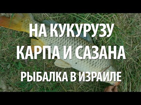 Видео: ЛОВЛЯ КАРПА и САЗАНА на КУКУРУЗУ. РЫБАЛКА в ИЗРАИЛЕ на ОЗЕРЕ КИНЕРЕТ
