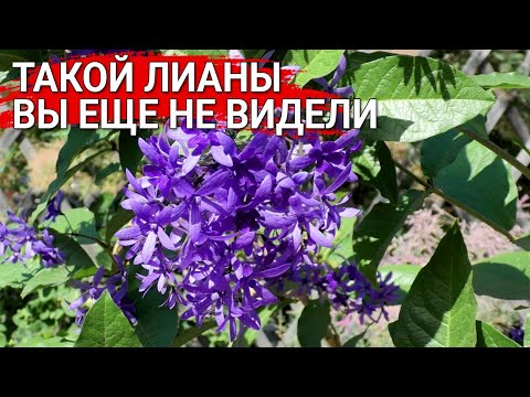 Видео: Такой лианы вы еще не видели