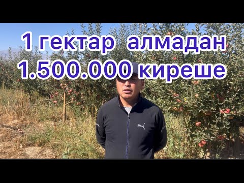 Видео: Кирешелүү Алма бак