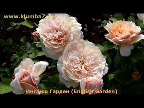 Видео: 15 РОЗ, английские розы Д.Остина - белого, кремового цвета. На любой вкус!