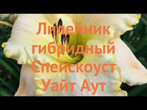 Видео: Лилейник гибридный Спейскоуст Уайт Аут 🌿 обзор: как сажать, саженцы лилейника Спейскоуст Уайт Аут