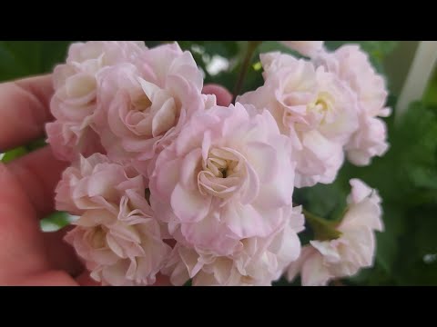 Видео: Жизнь пеларгоний на балконе. 20 июля 2024г.#ЮВ_Звезда_Водолея,#ИВ_Тихий_Дон,#PAC_Salmon_Komtess