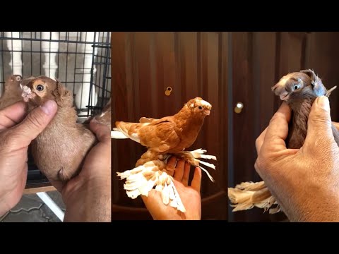 Видео: Голуби Камала БИШКЕК и голуби Ахмата ШЫМКЕНТ. Узбекские двухчубые голуби