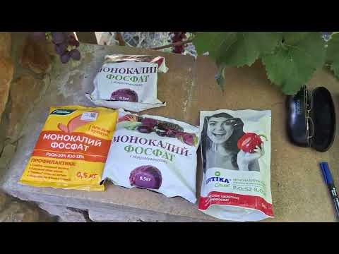 Видео: 13 августа 2025 г.