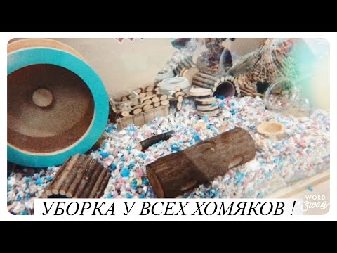 Видео: Уборка у всех хомяков / правильные условия / покупки для хомяков