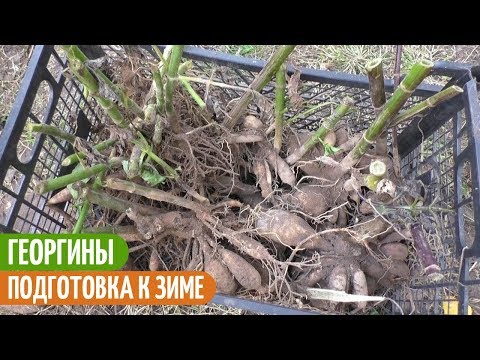 Видео: ГЕОРГИНЫ. Что ДЕЛАТЬ Перед ЗИМОВКОЙ. Мои цветы. Мой опыт.