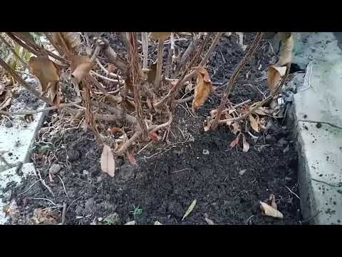 Видео: 🍂Подготовка вейгелы к зиме.