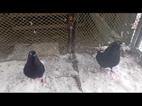 Видео: Голуби Саратов( бабочка) .Начало племенного сезона. 89027174040.