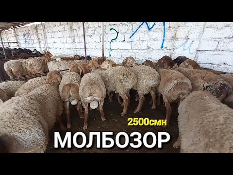 Видео: молбозор худжанд нарху навои гусфандхои нигохбори ва фарбех солкхо ва кушкорхо дар бозор