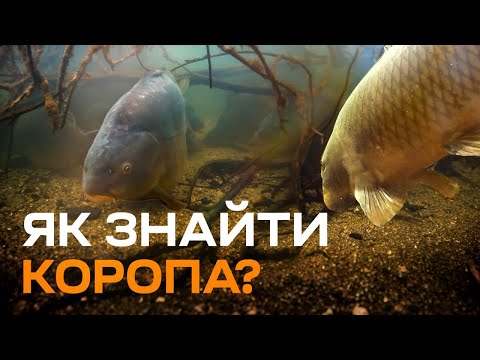 Видео: Де ловити коропа. Перспективні місця та точки для ловлі коропа.