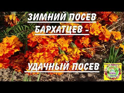 Видео: Зимний посев бархатцев - удачный посев