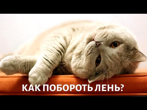 Видео: Как справиться с ленью? Михаил ХОРС