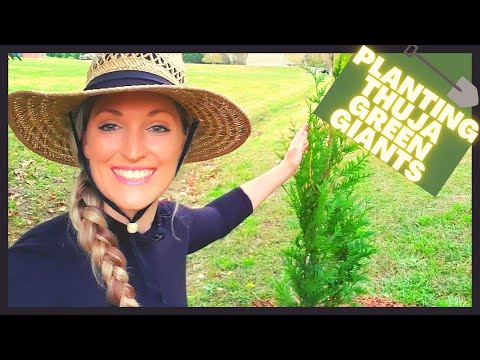 Видео: Как посадить тую зелёную (Giant Arborvitae) | Privacy Hedge